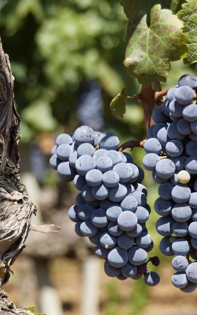 Rraisin Rouge Cèpe Vigne © Kuhpaulinchen Pixabay