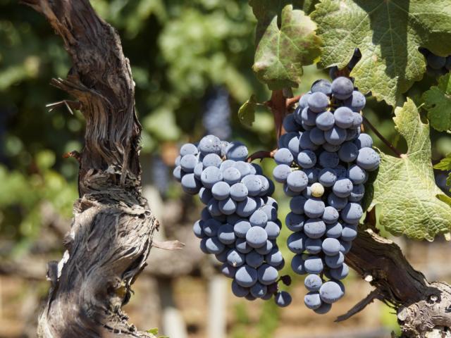 Rraisin Rouge Cèpe Vigne © Kuhpaulinchen Pixabay