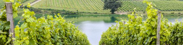 fc6a0571-crouseille.jpg