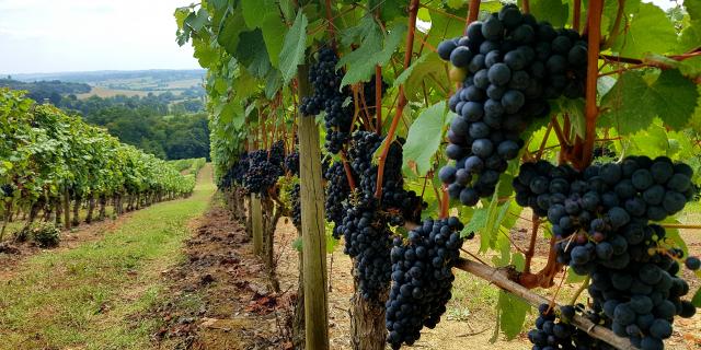 vignoble-saint-mont-rang-trave-de-vignes-2-otpva-murielle-datola.jpg