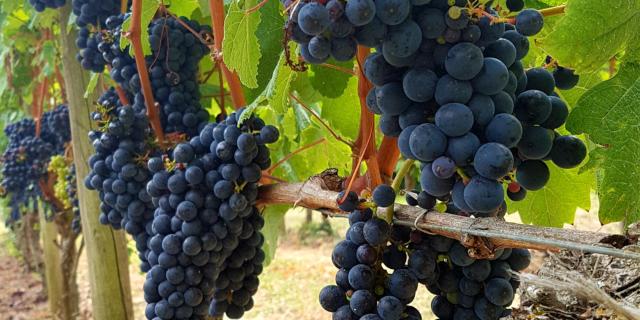 Vignoble Saint Mont Cèpe Grappes © Otpva Murielle Datola