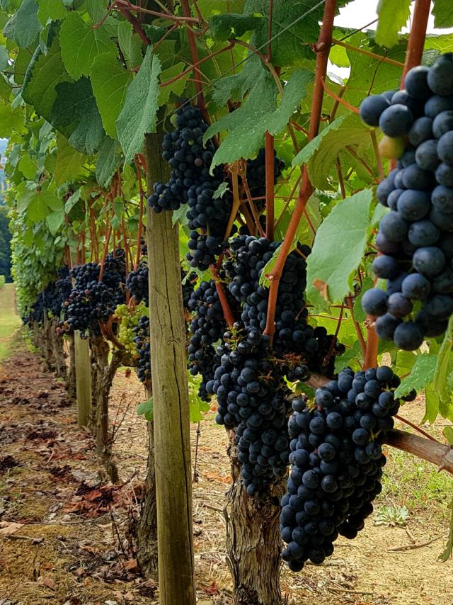 vignoble-saint-mont-rang-trave-de-vignes-2-otpva-murielle-datola.jpg
