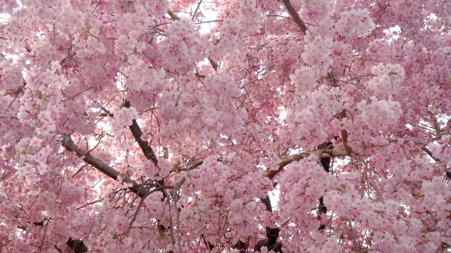 arbre-fleuri-photo-libre-utilisation-diffusion-interdite.jpg