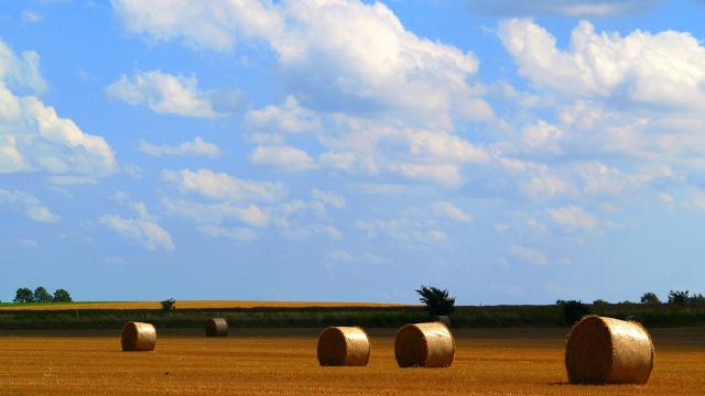 bl-balle-ronde-automne-freeimages.jpg