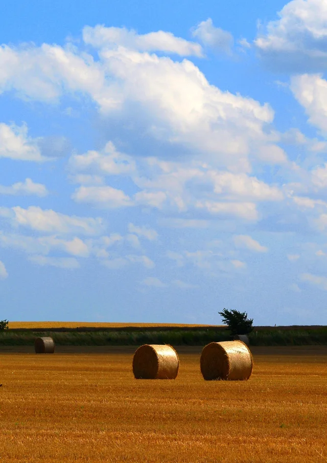 bl-balle-ronde-automne-freeimages.jpg