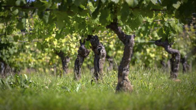 vignes-plus-foncees-1.jpg