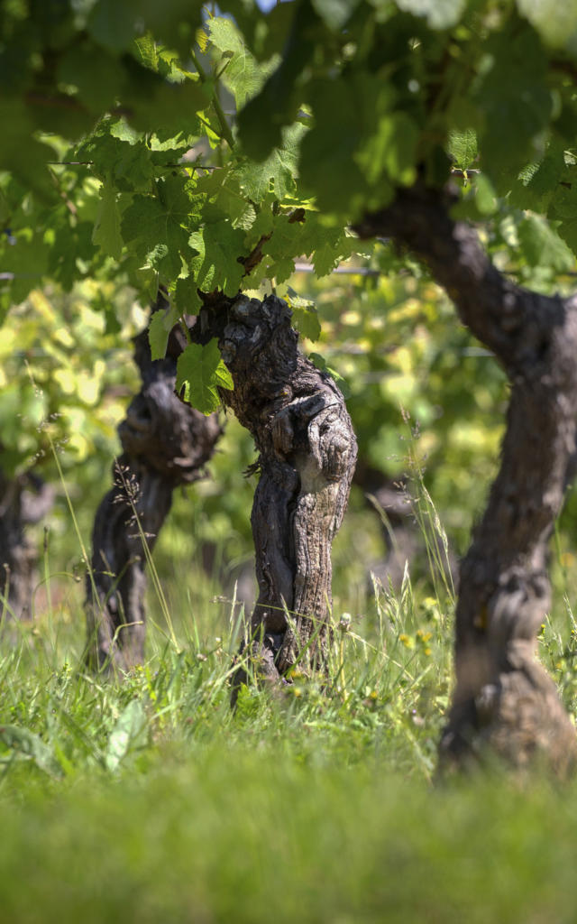 vignes-plus-foncees-1.jpg