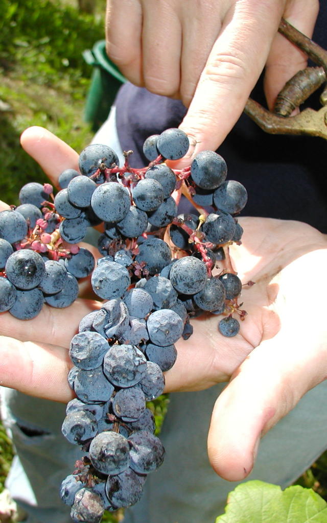 grappe-raisin-madiran-3-otpva.jpg