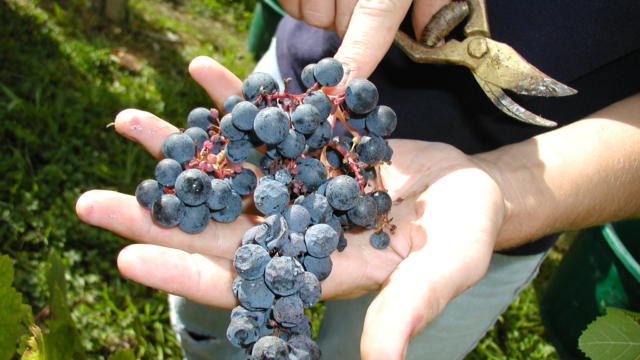 grappe-raisin-madiran-3-otpva.jpg