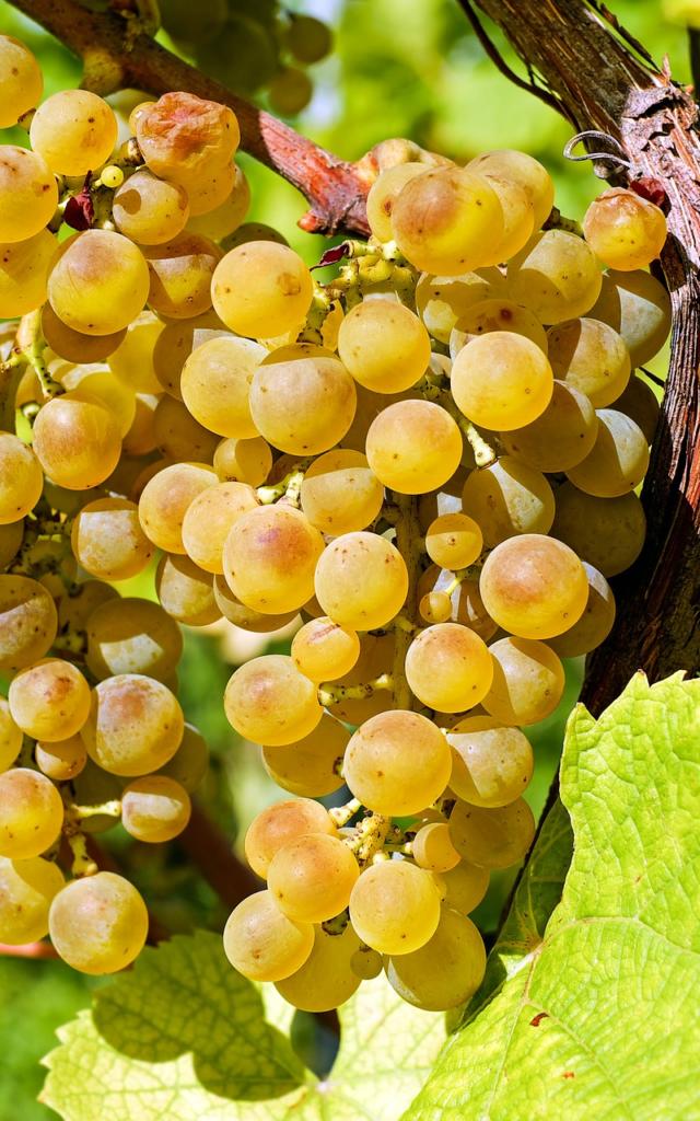 grappe-raison-blanc-couleur-pixabay.jpg