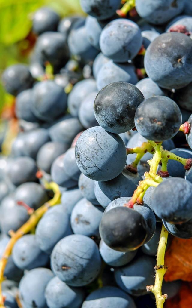 grappe-rouge-couleur-pixabay.jpg