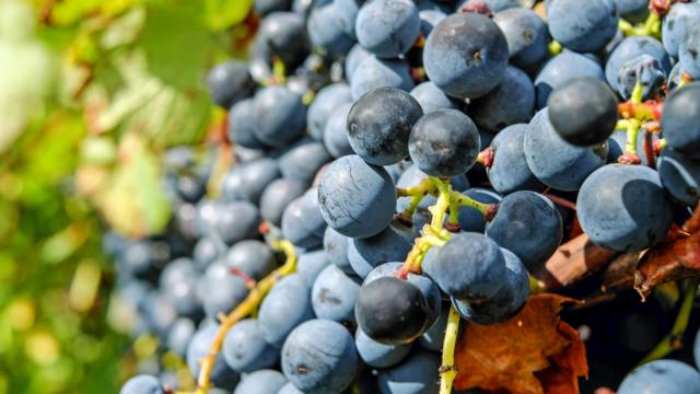 grappe-rouge-couleur-pixabay.jpg