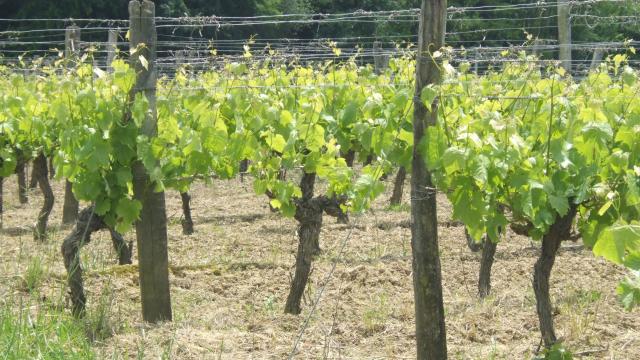 vignes-2-domaine-la-rose.jpg