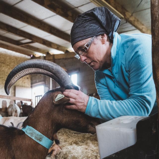 chevre-qui-rit-3.jpg