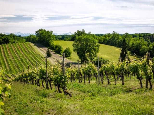 domaine-de-bile-vignes.jpg