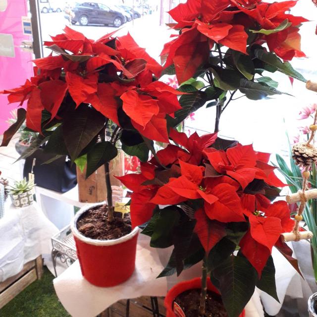 plante-noel-les-plus-belles-fleurs.jpg