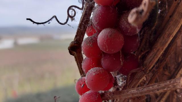 chateau-laffitte-teston-grappe-hiver-cso-ev.jpg