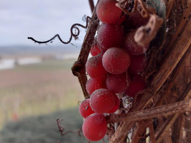 chateau-laffitte-teston-grappe-hiver-cso-ev.jpg