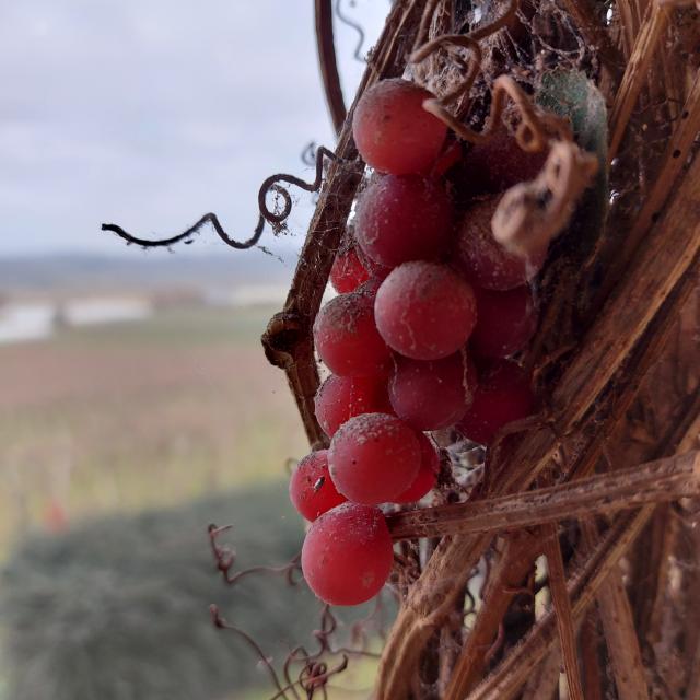 chateau-laffitte-teston-grappe-hiver-cso-ev.jpg