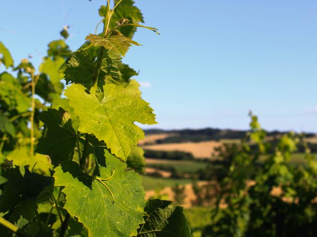 Vignes Paysage Marciac © Cso