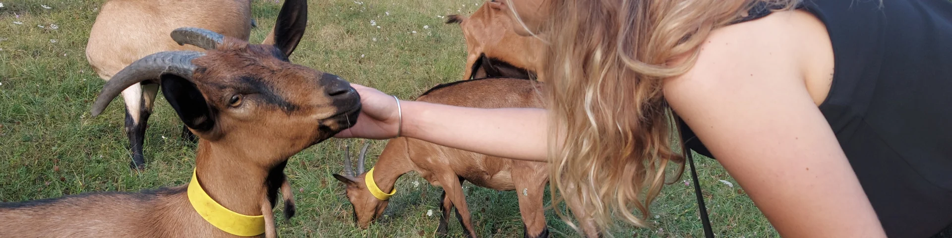 Chevre Qui Rit Cso