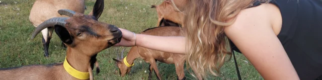 Chevre Qui Rit Cso