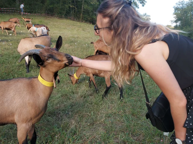 Chevre Qui Rit Cso