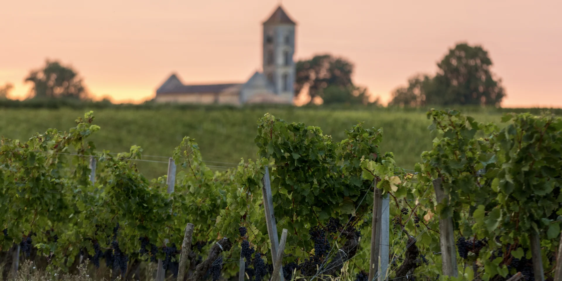 Weinberge