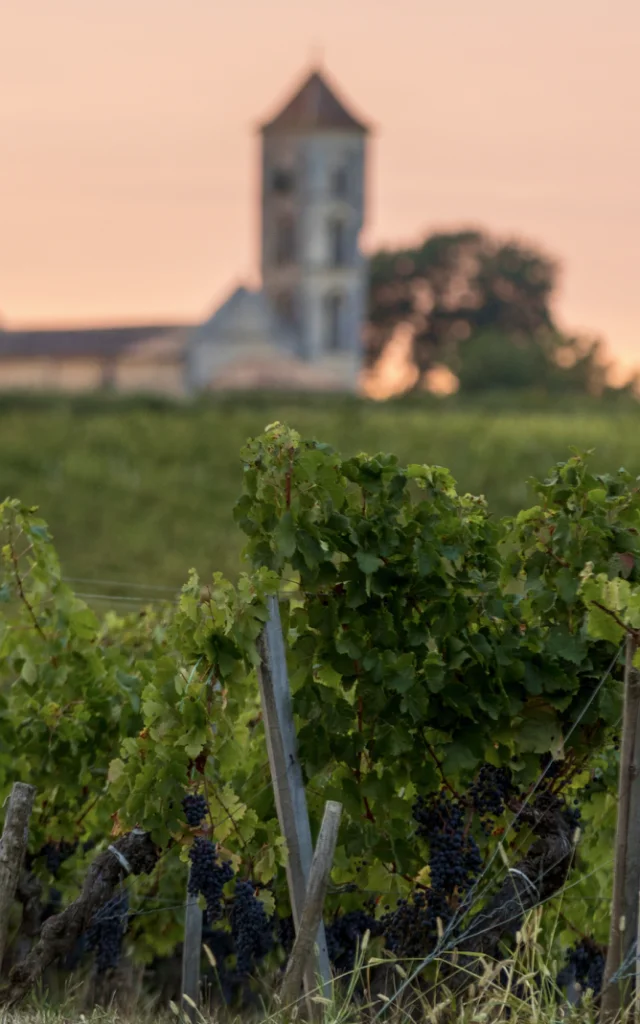 Vignes