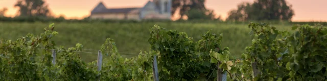 Vignes