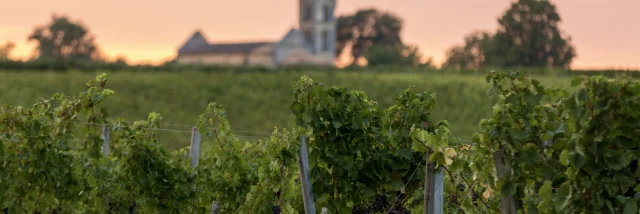 Vignes