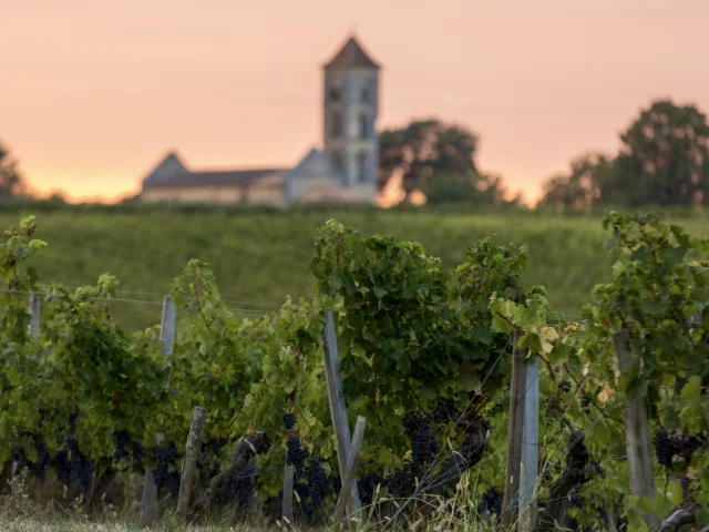 Vignes