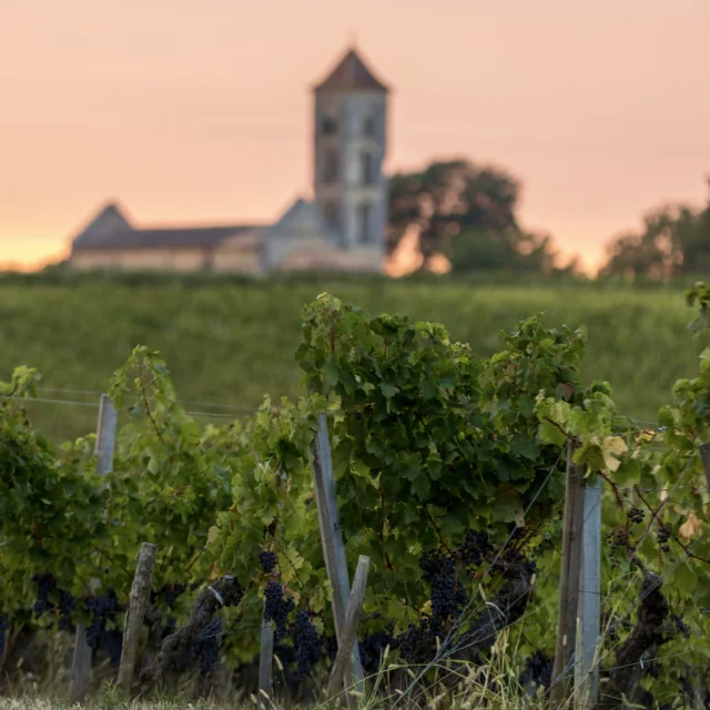Vignes