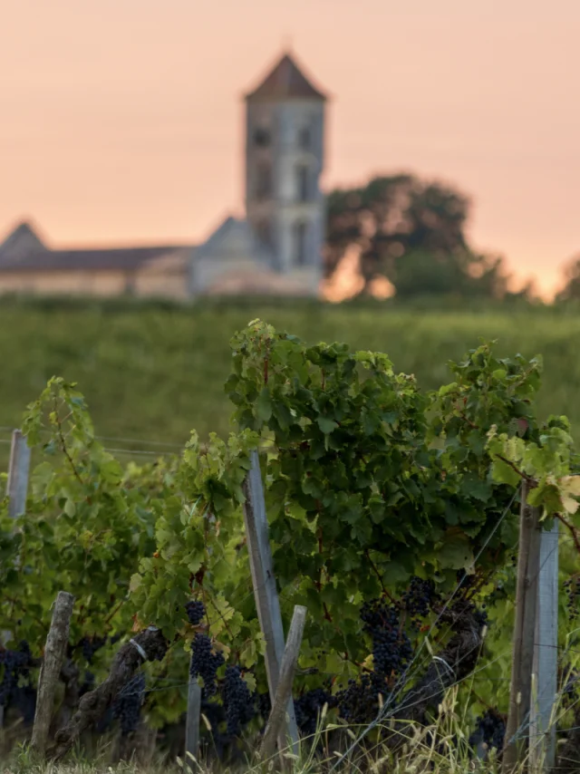 Vignes