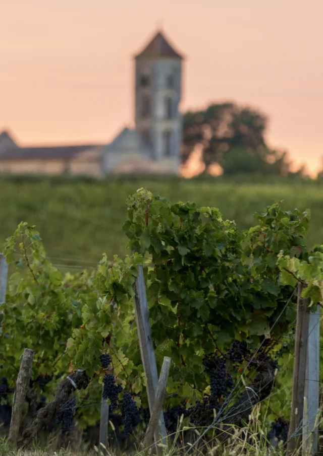 Vignes