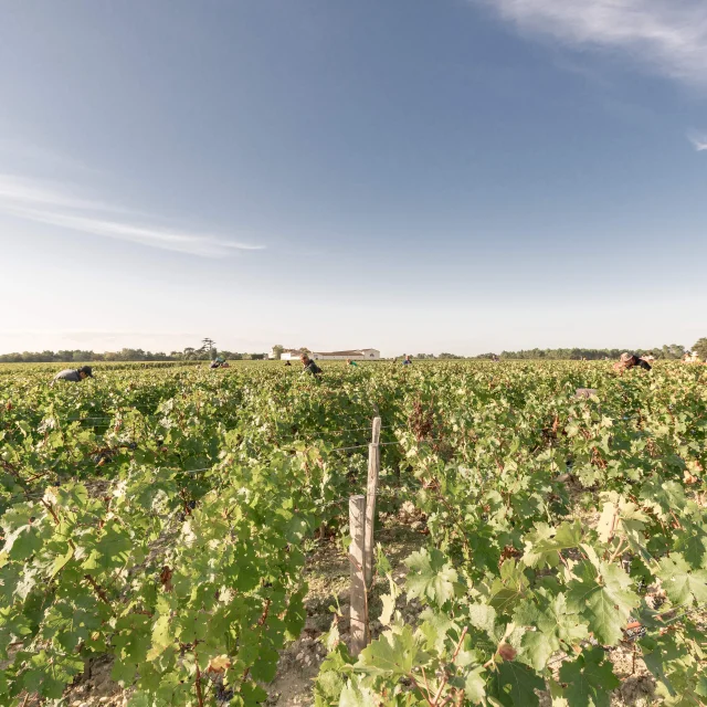 Vendanges