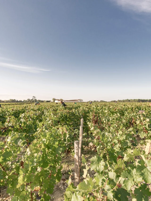 Vendanges