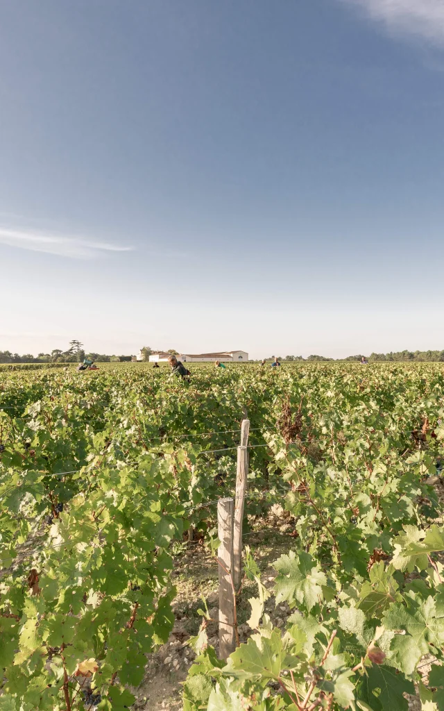 Vendanges