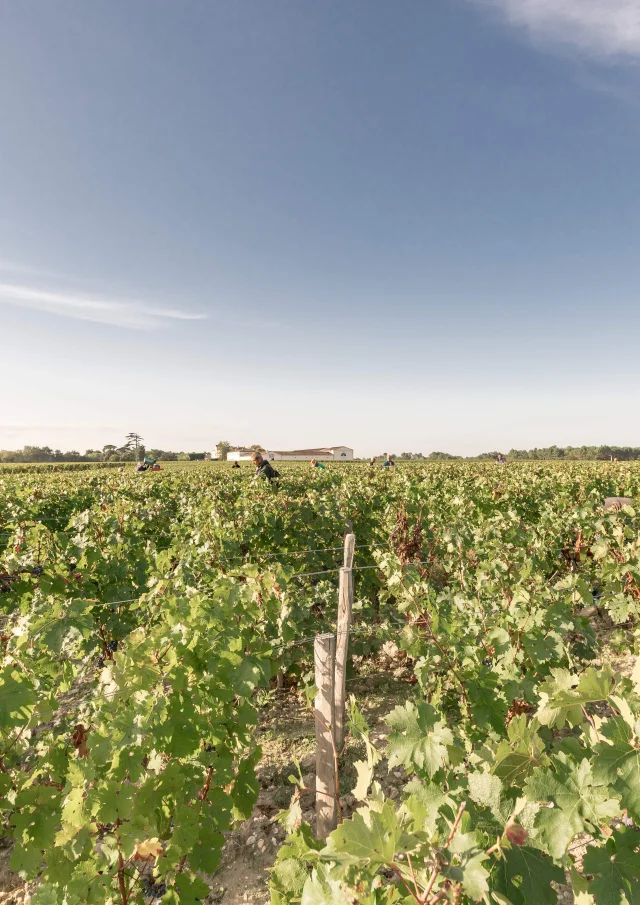 Vendanges