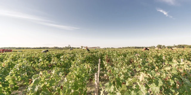 Vendanges