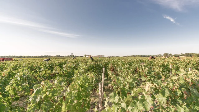 Vendanges