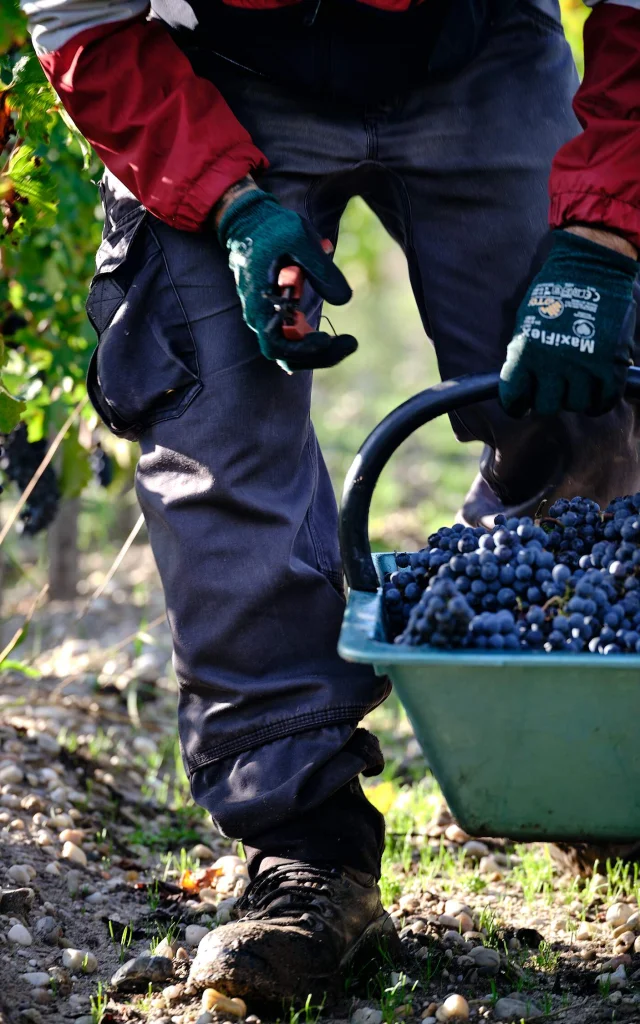 Vendanges au Château Desmirail
