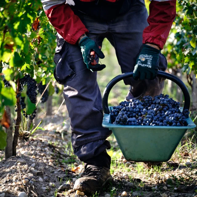 Vendanges au Château Desmirail
