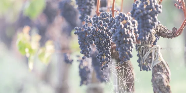Grapes