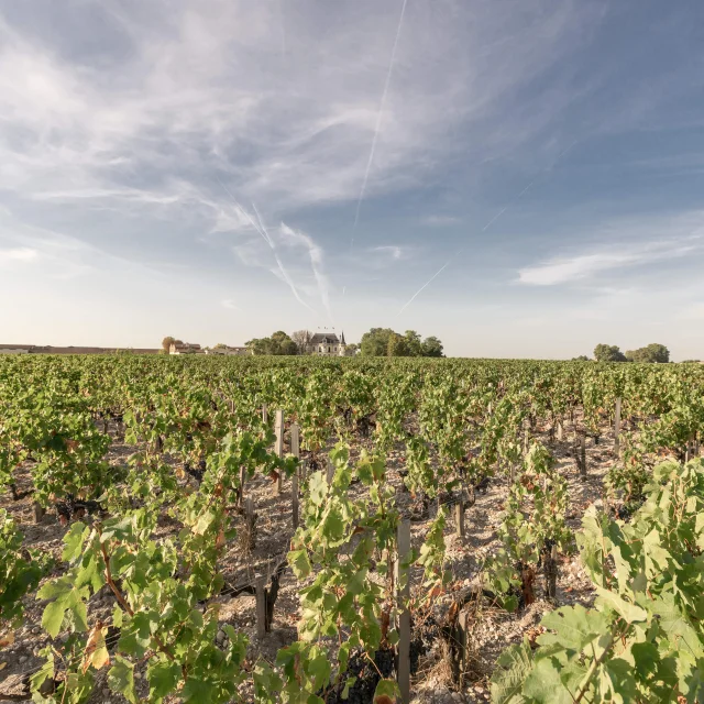 Vignes en Médoc