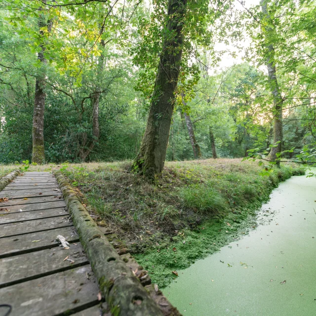 Randonnées Pédestres Marais