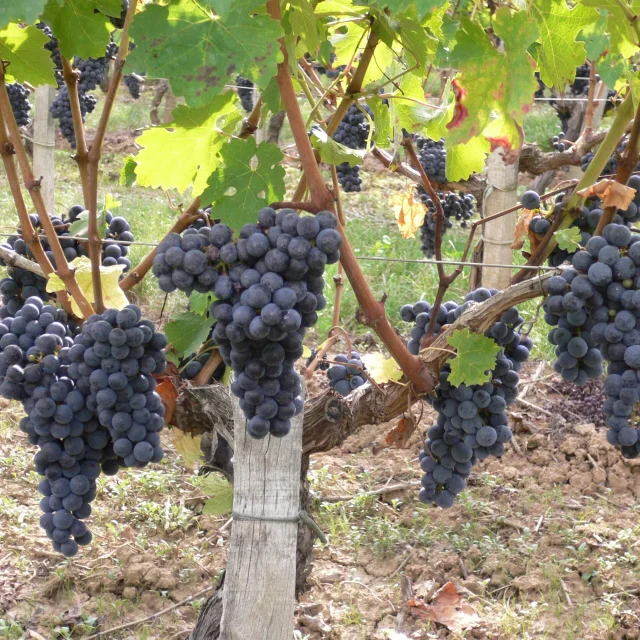 Vignes en Médoc