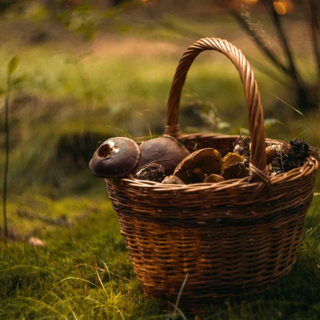 Porcini mushroom picking