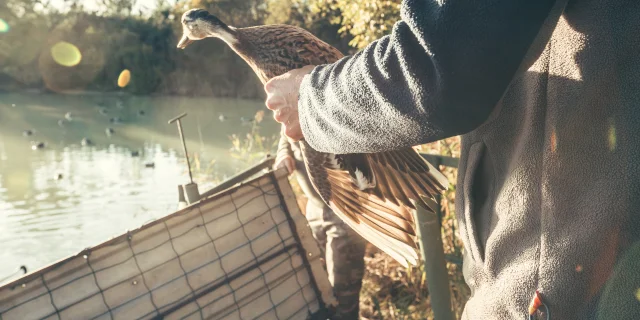 Les palombières du marais de Labarde
