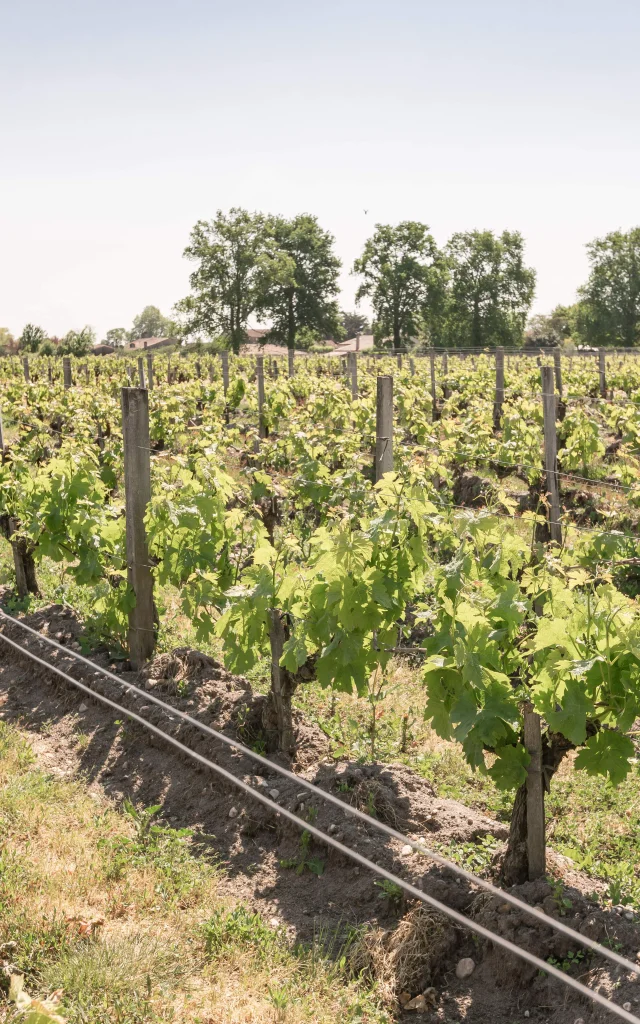 Vignes Chateau De Lauga